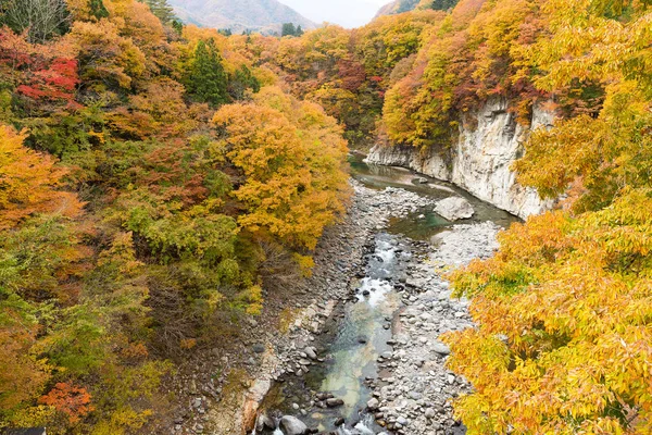 Vackra höst skogen och floden i Japan — Stockfoto
