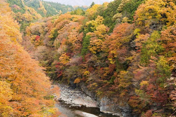 Forest in autumn season — Stock Photo, Image