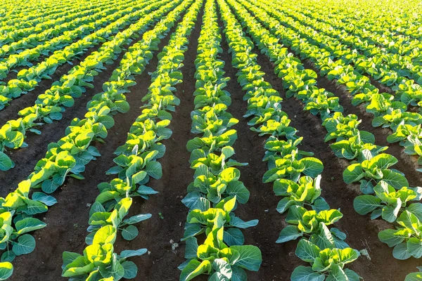 Salat grüne Wiese — Stockfoto