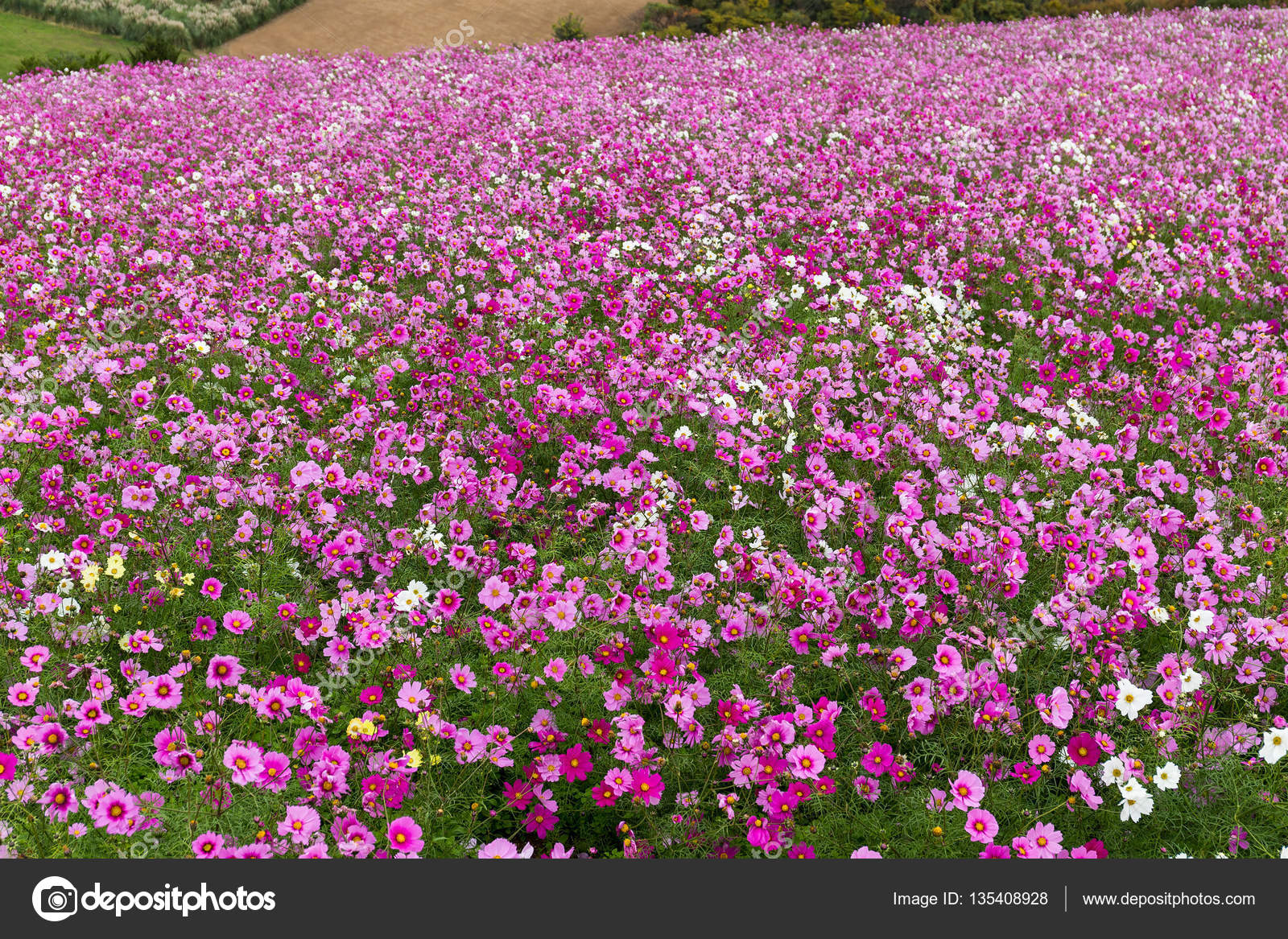 Cosmos flowers in field Stock Photo by ©leungchopan 135408928