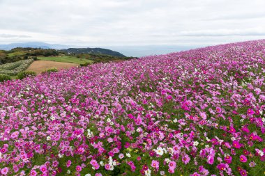 Kozmos çiçekleri Bahçe