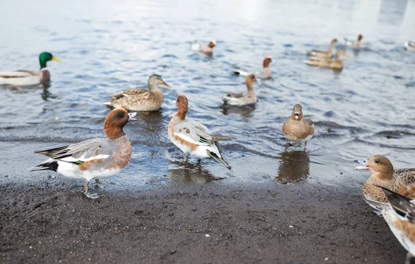 Donna che nutre anatre al lago — Foto Stock