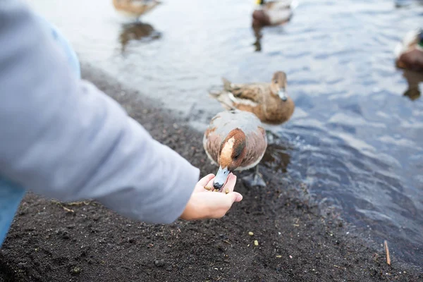 Woman feeding ducks at lake — Stock Photo, Image