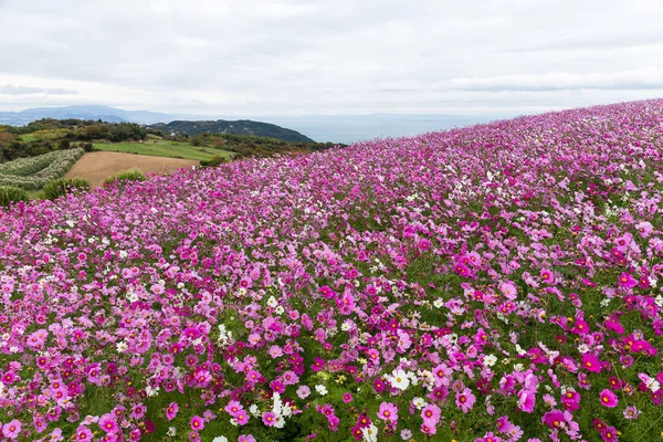 Kozmos çiçekleri Bahçe