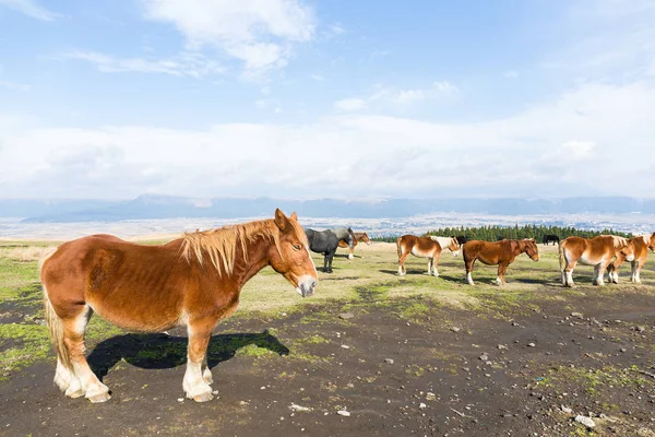 Pâturage des chevaux dans les champs — Photo