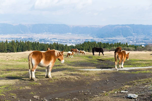 Paarden grazen in een veld — Stockfoto