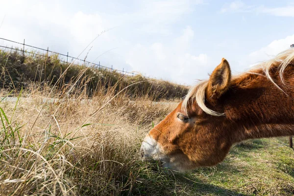 Лошади едят свежее сено — стоковое фото