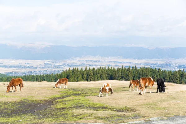 Pastos de caballos pastando en la granja — Foto de Stock