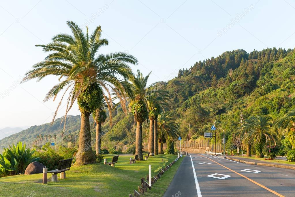 Road with palm trees