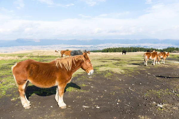 Paarden grazen in een veld — Stockfoto
