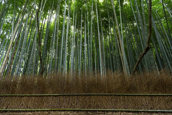 Floresta de bambu com caminho — Fotografia de Stock