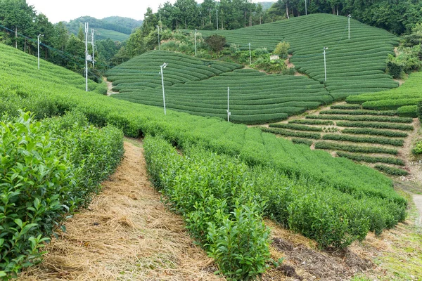 Te gård i Japan — Stockfoto