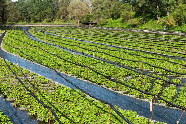 Grön Wasabi fältet på gård — Stockfoto