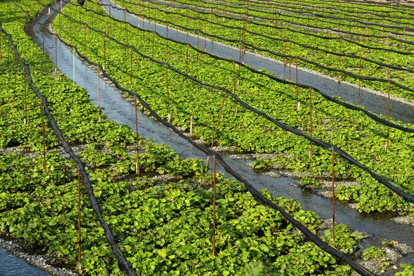 Ladang hijau Wasabi di pertanian — Stok Foto