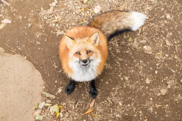Fox guarda in alto nella foresta — Foto Stock