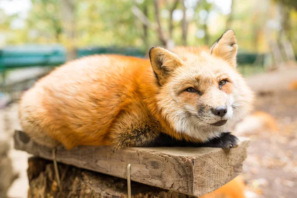 Fox durmiendo en el bosque —  Fotos de Stock