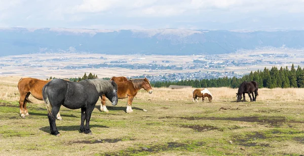 Overvolle paarden grazen in de boerderij — Stockfoto