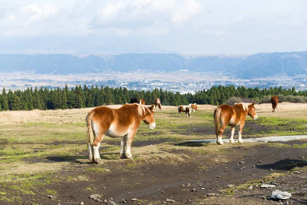 Overvolle paard boerderij op highland — Stockfoto