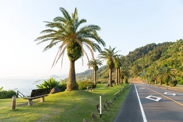 Palmeras grandes al lado de la carretera — Foto de Stock