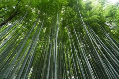 Yeşil Bambu Ormanı 