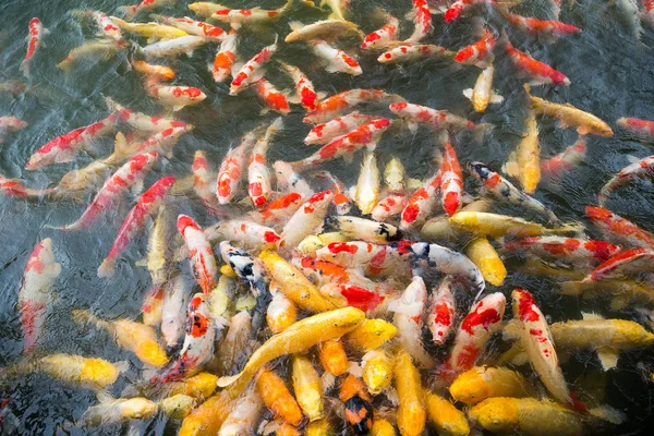 Koi fish swimming in a water garden — Stock Photo, Image
