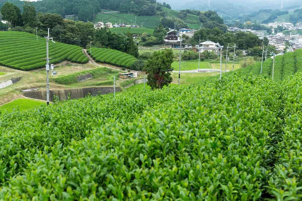 Green Tea plantation in Japan