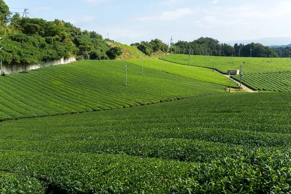 Green Tea plantation in Japan