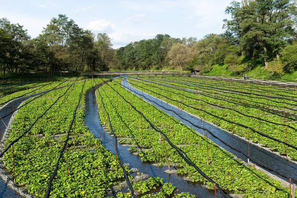 Campo de Wasabi en la granja — Foto de Stock