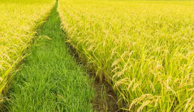 Çeltik pirinç çayır