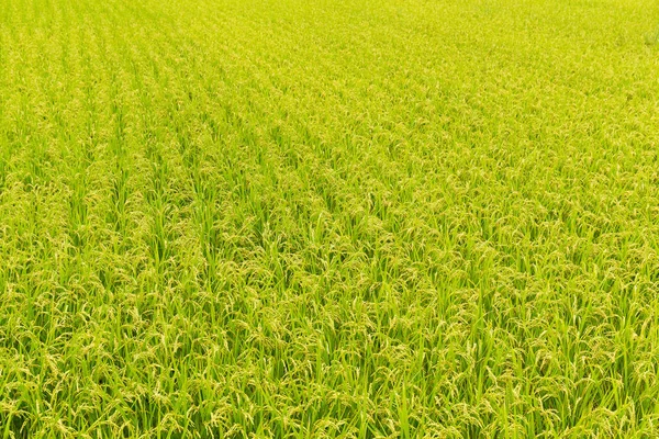 Πράσινο φρέσκο ρύζι πεδίο — Φωτογραφία Αρχείου
