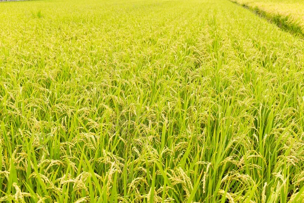 Niełuskany ryż łąka — Zdjęcie stockowe