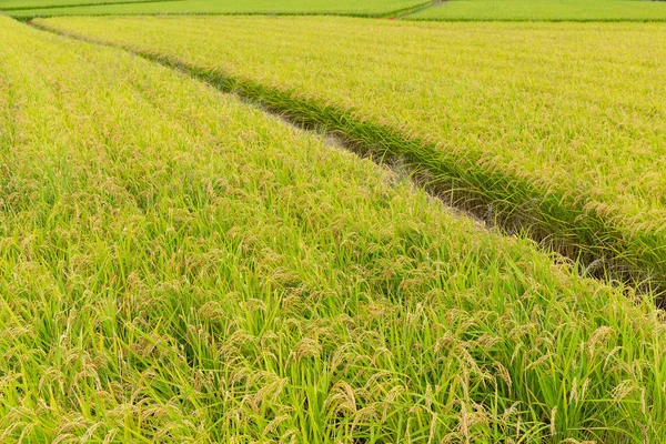 Зеленое рисовое поле — стоковое фото