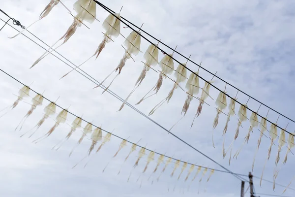 Secado de calamares bajo la luz solar — Foto de Stock