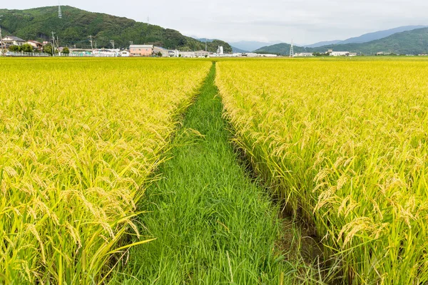 新鮮な緑の水田 — ストック写真