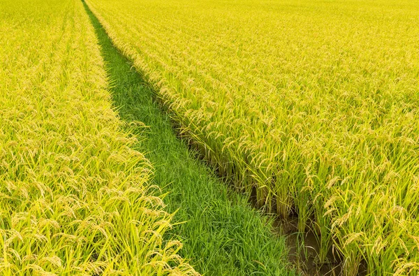 Reiswiesen Feld — Stockfoto