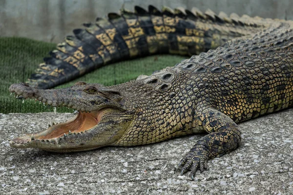 Krokodilmaul öffnet sich und wartet auf Beute — Stockfoto