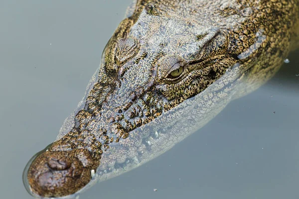 Vue du dessus de la natation des crocodiles — Photo