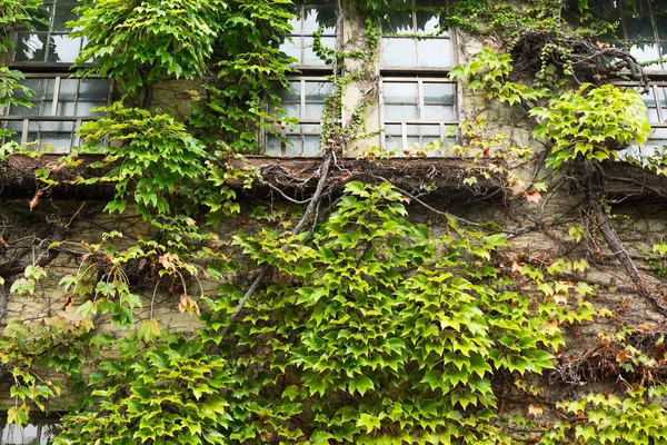 House with window and vines — Stock Photo, Image