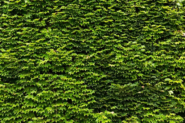 Blätter von Efeu bedecken die Wand — Stockfoto