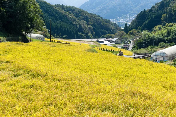 水田 — ストック写真