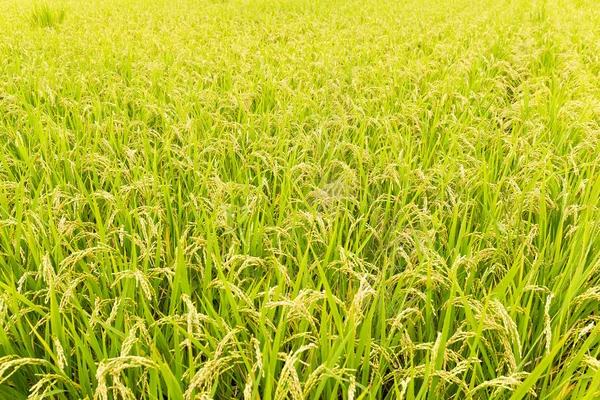 Fresh Rice meadow — Stock Photo, Image