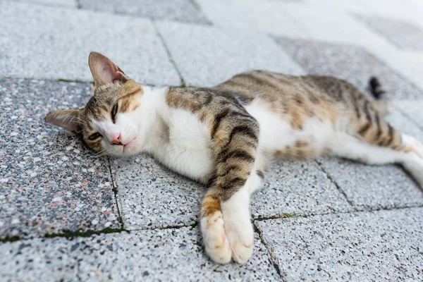 Katze liegt auf Straße — Stockfoto