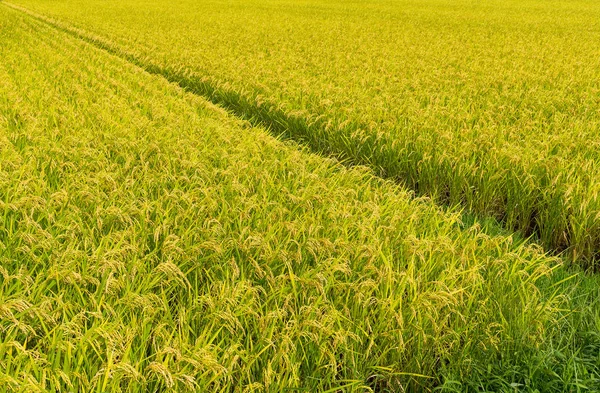 Campo de arroz con arroz verde — Foto de Stock