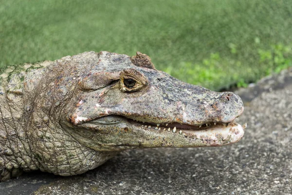 Crocodile lying on grass outdoor — Stock Photo, Image