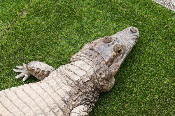 Крокодил лежить на траві на відкритому повітрі — стокове фото