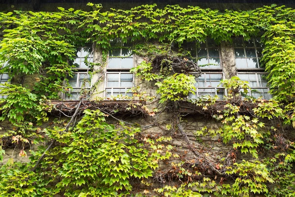 Casa con ventana y vides verdes — Foto de Stock