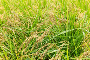 Paddy pirinç tarlası 