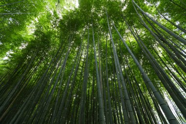 Japonya 'daki Bambu Ormanı