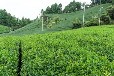 yeşil çay çiftlik 