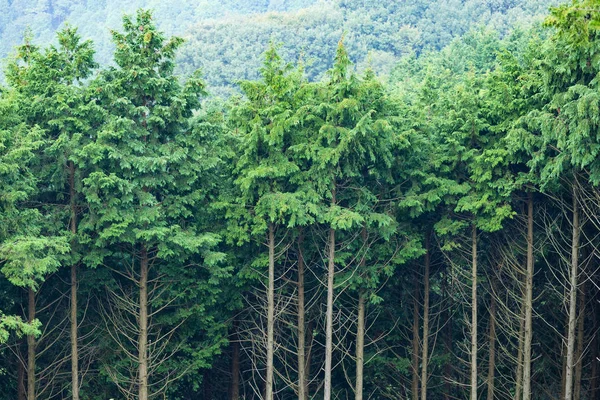 Floresta verde nas montanhas — Fotografia de Stock